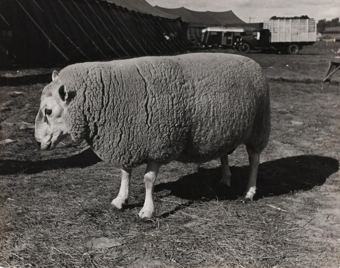 ALFRED EISENSTAEDT Champion Cheviot Sheep 1938 (1 of 3)