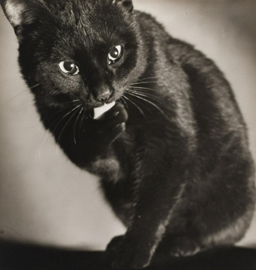 FRED KORTH Sweet Black Cat 1930s (1 of 3)