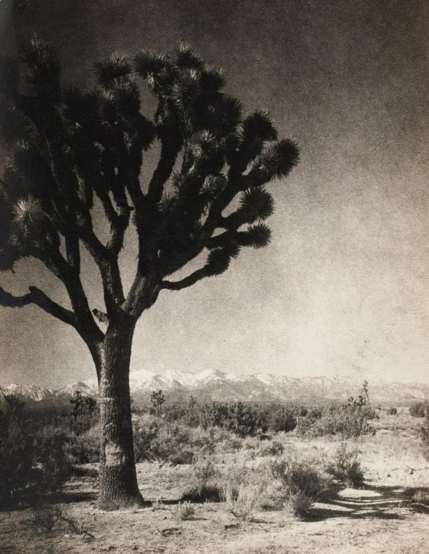JESSIE TARBOX BEALS Pictorial Vintage Print 1930: JESSIE TARBOX BEALS, Joshua Tree, Desert of California, c. 1930, 9.25x7.25" Gelatin silver print, Printed c. 1930, Inscribed in pencil on print verso: Joshua tree desert of California; photographer's 