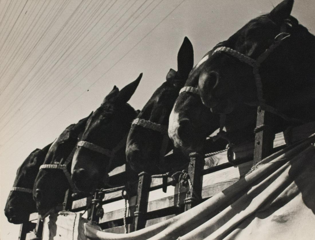 LUKE SWANK Horses 1938 c (1 of 3)