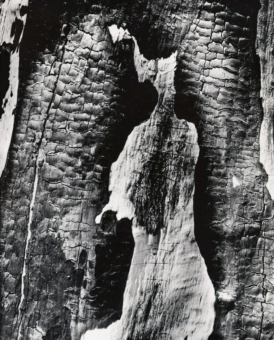 CLARENCE JOHN LAUGHLIN Tree Abstraction: CLARENCE JOHN LAUGHLIN, Burnt out tree, c. 1950s, 9.625x7.75" gelatin silver print, printed c. 1960s. Inscribed in pencil in bottom right corner of mount: 18, inscribed in black ink/pencil: Photograph
