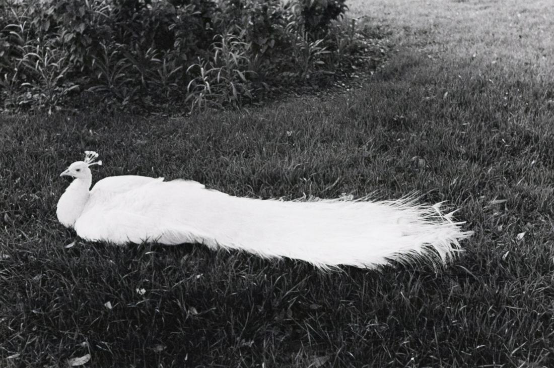 EDOUARD BOUBAT The Bride White Peacock 1953: EDOUARD BOUBAT, The Bride in the Grass, 1953, 7.8x11.75" gelatin silver print, Printed c. 1990, signed in pencil on print verso Edouard Boubat was born September 13, 1923 in the Montmartre neighborhoo