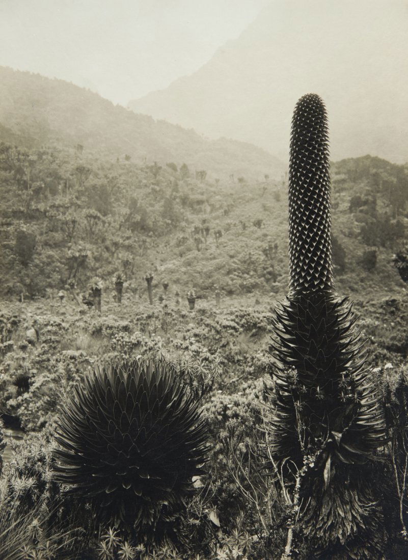 4 VIEWS Giant Lobelia African Fauna 1906 (1 of 12)