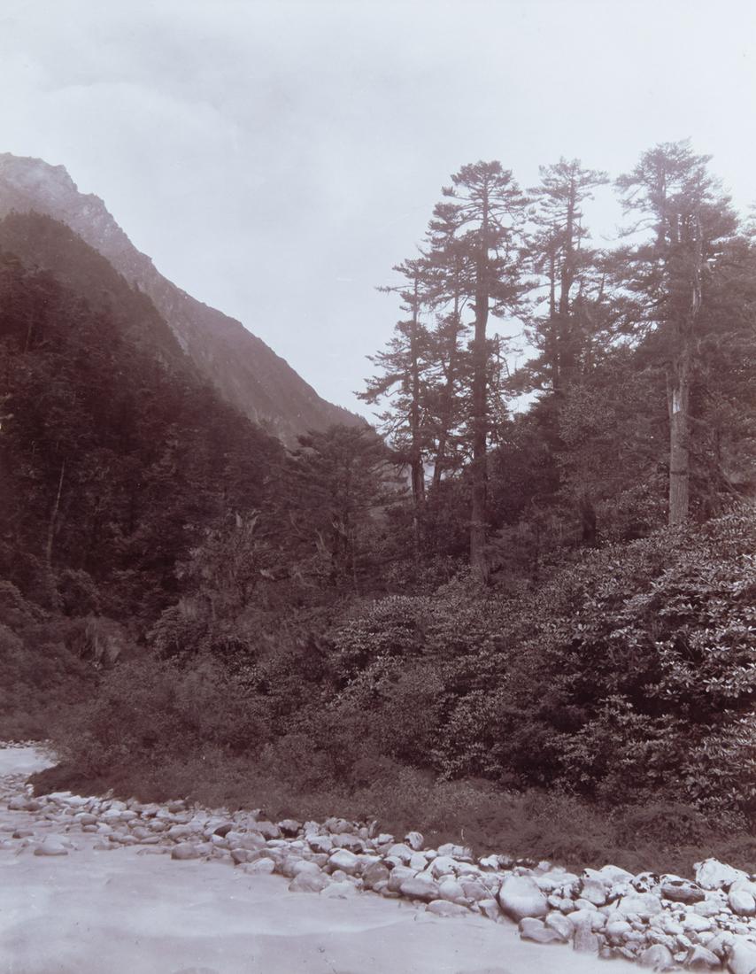 4 HIMALAYAS Sikkim Kangchenjunga Forest 1899 (1 of 12)