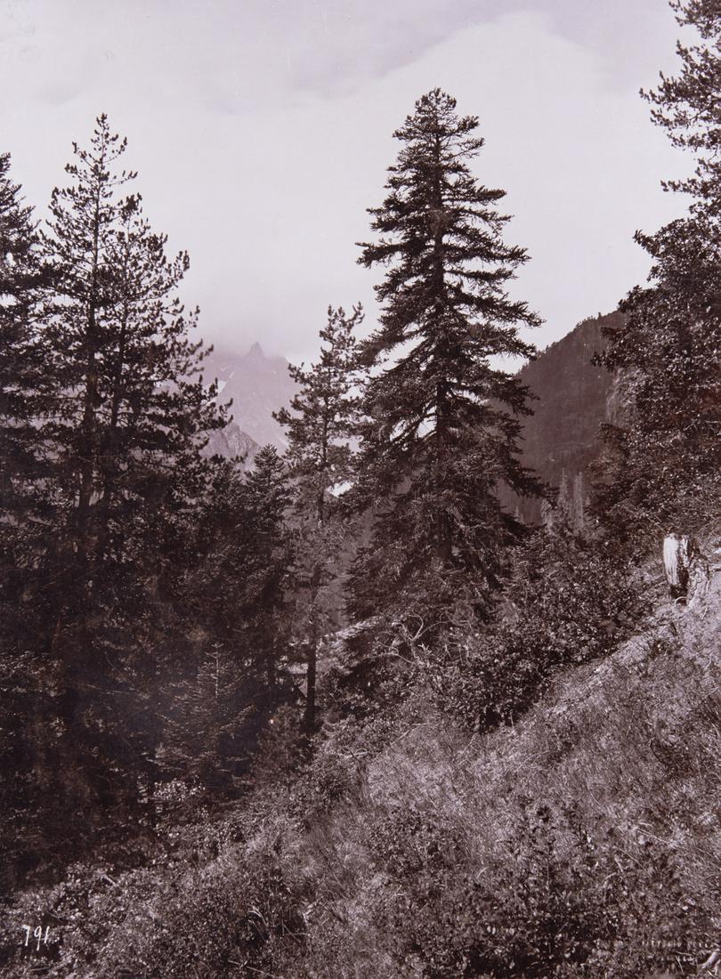 3 SOUTHERN VALLEYS Suanetia Zeskua 1889: 1. VITTORIO SELLA. Southern Valleys (Ingur): In the Forests of Suanetia, c. 1889-1890, Sella number CVI 791. 15.3x11.3" collodion print, printed c. 1892-1893, mounted on 16.2x12.1" heavy brown board. 