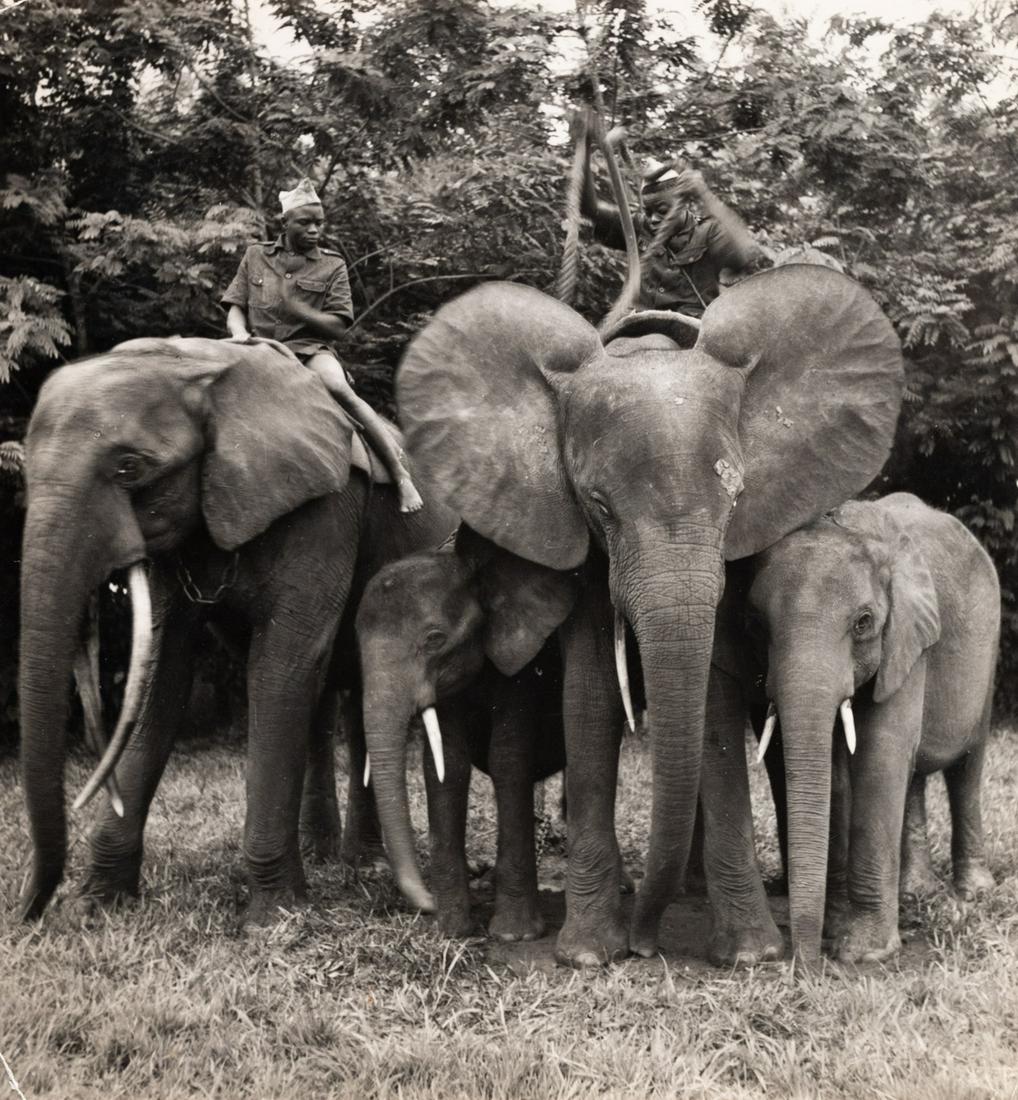 GEORGE RODGER African Elephants 1949 (1 of 3)