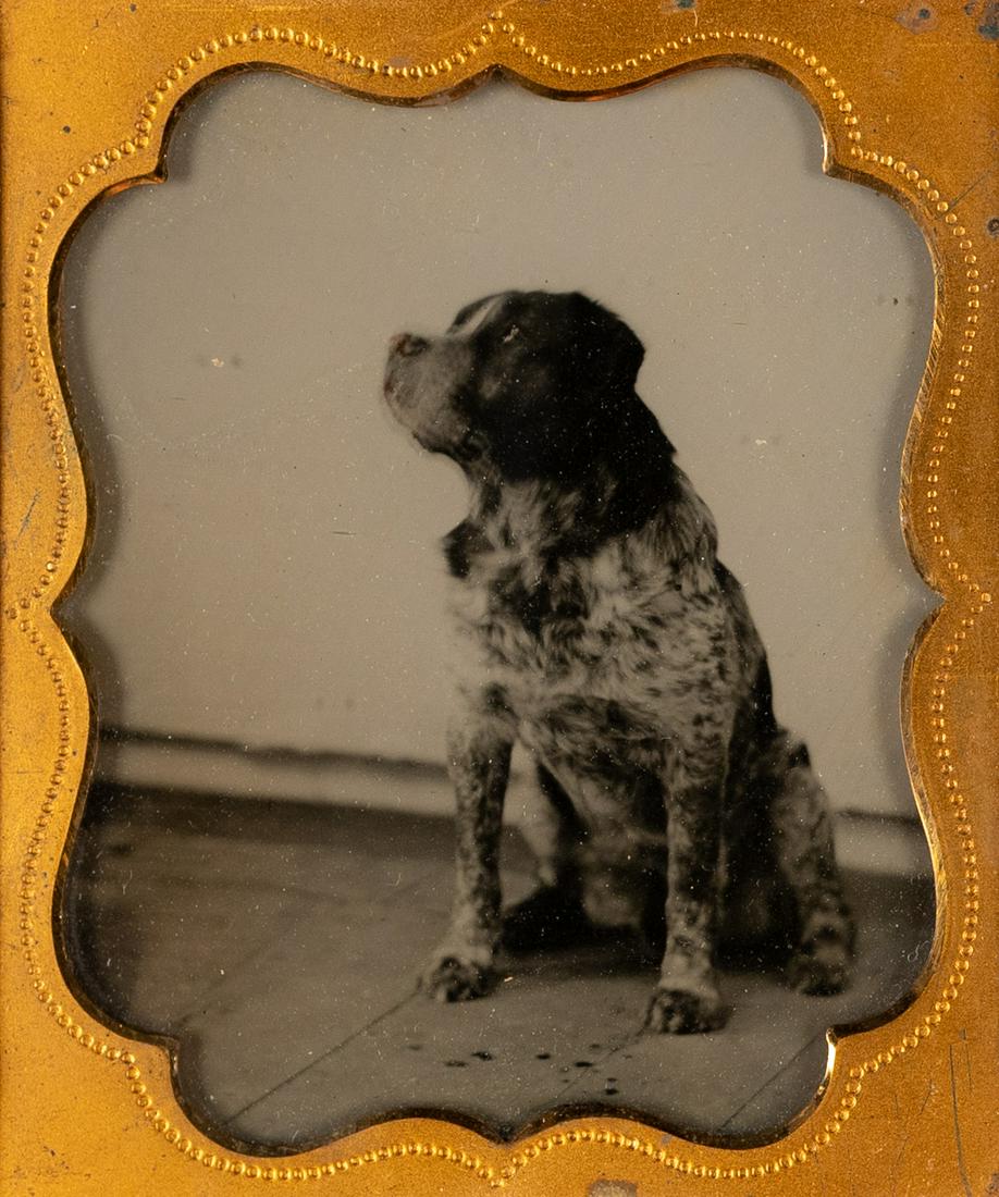 AMBROTYPE BEAUTIFUL Dog Posing 1860s (1 of 4)