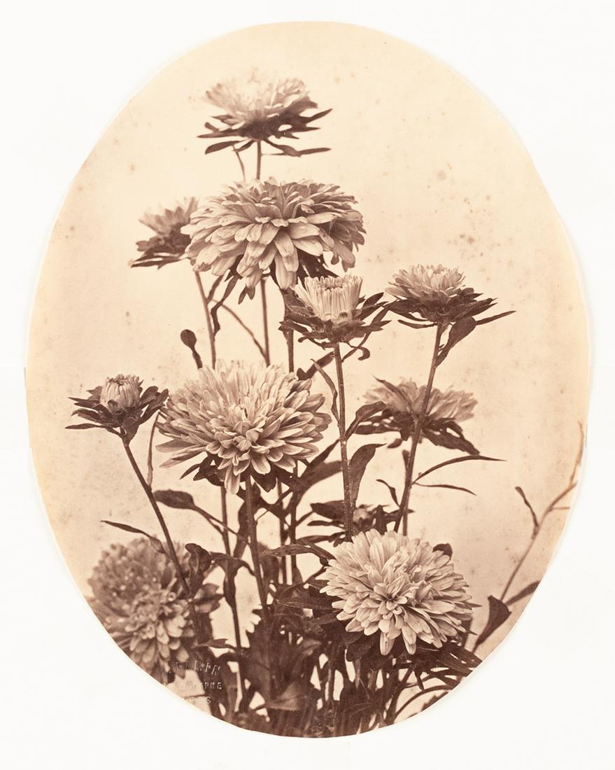 FAMIN Beautiful Floral Study 1860s albumen (1 of 3)