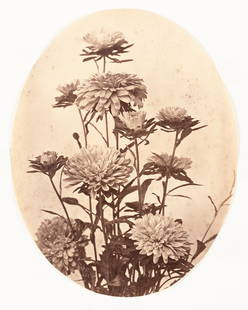 FAMIN Beautiful Floral Study 1860s albumen: CONSTANT ALEXANDRE FAMIN.Chrysanthemums, c. 1860s. 8.8x6.9" (oval) albumen print. Printed c. 1860s. Blind stamp on print recto: [cut off] C. Famin / [cut off] tographe Constant Alexandre Famin