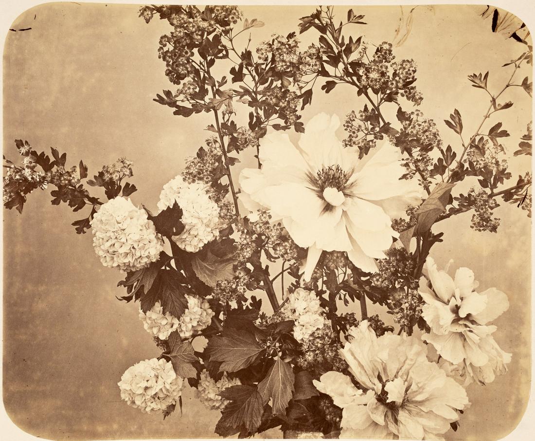 ADOLPHE BRAUN Hawthorne Snowballs & Anemones 1856: ADOLPHE BRAUN. Floral Arrangement of Hawthorne, Snowballs and Anemones, c. 1856. 11.6x13.9" albumen print, mounted on 14x16.3" paper. Printed c. 1856. Inscribed in pencil on mount recto: A. Braun / ve