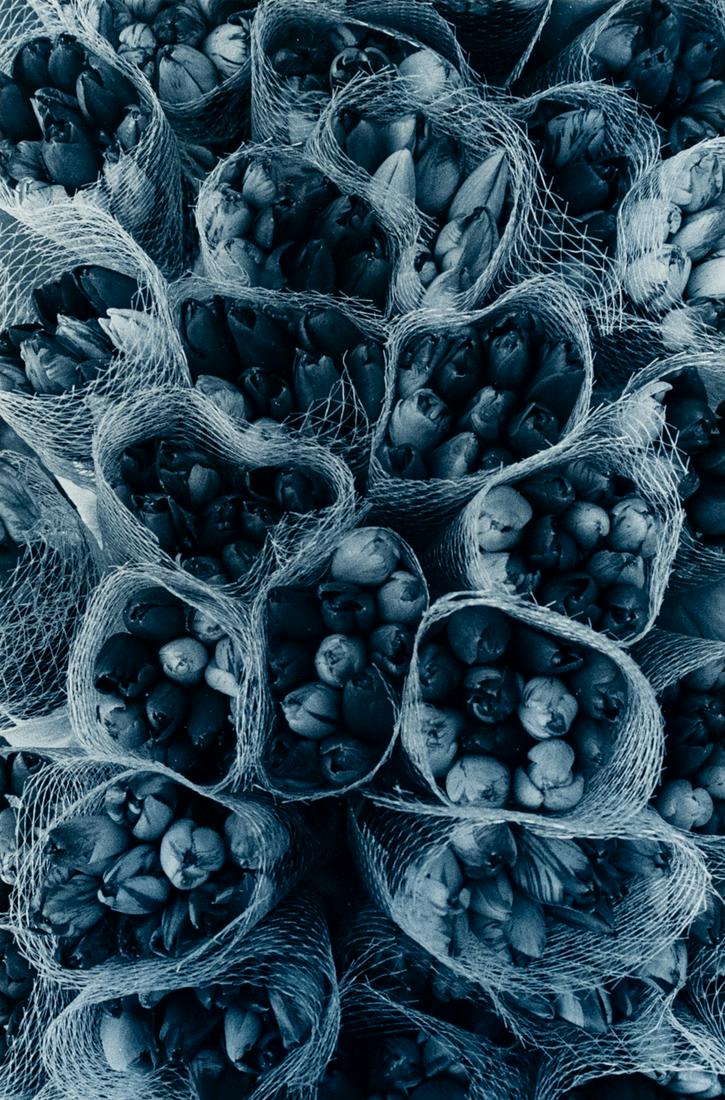 PAILLOT TULIPS blue-toned print 1980 French (1 of 3)