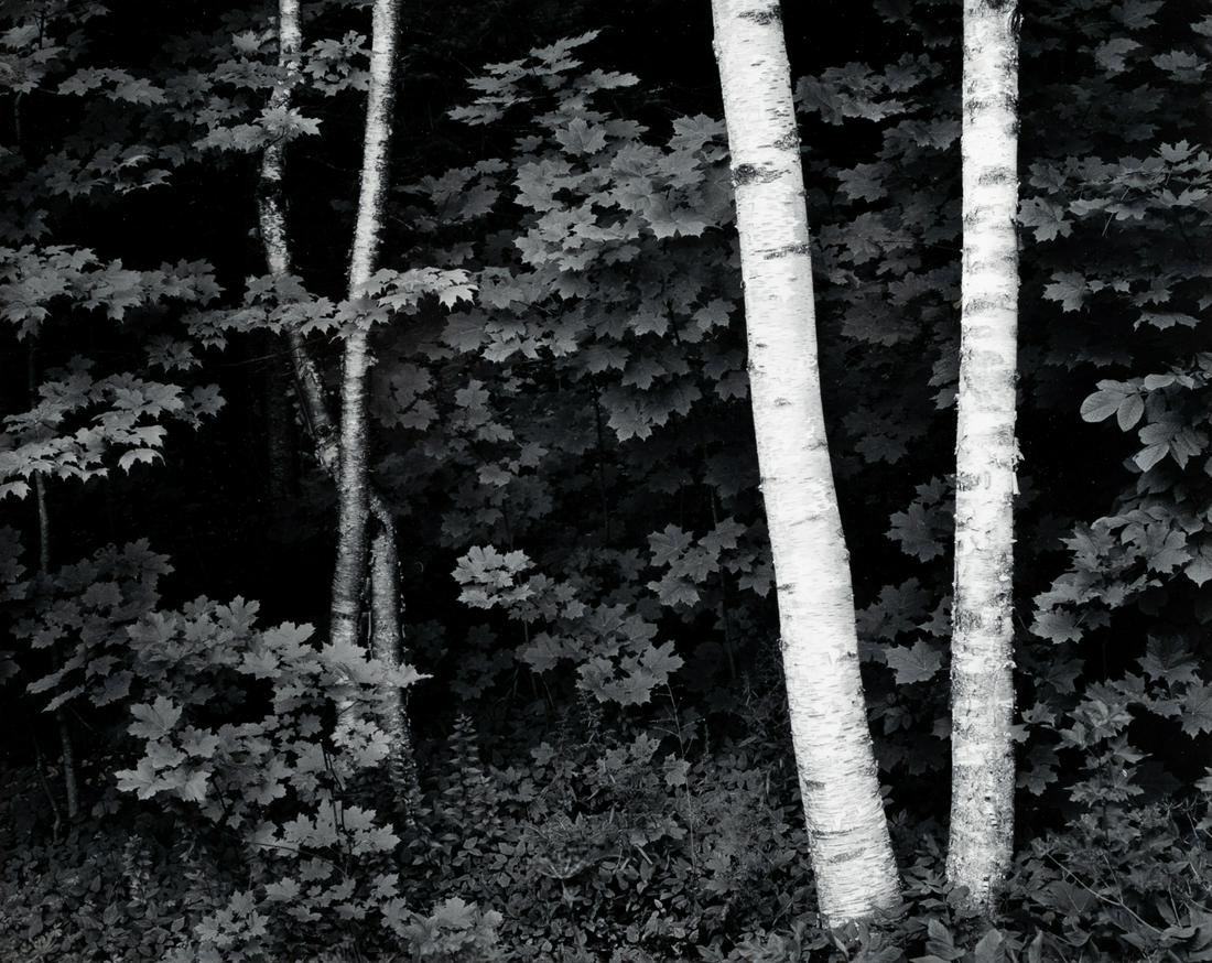 JOHN SEXTON Beauty 1981 Ansel Adams assistant: JOHN SEXTON. Birch Trees, Rockport, Maine, 1981. 10.3x13" gelatin silver print, mounted on 16x20" white board. Printed 2002. Signed in pencil on mount recto. Stamped in black ink on mount verso and co