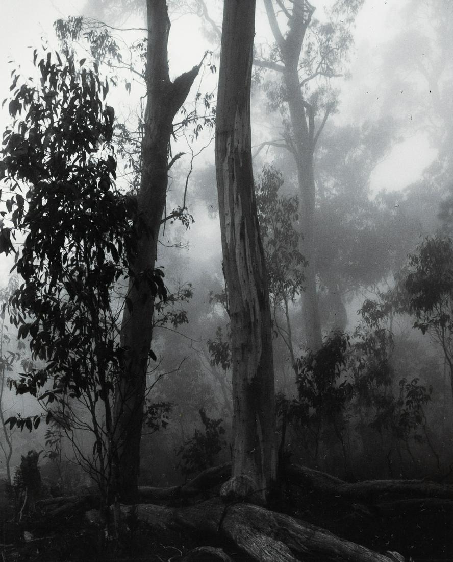 DOMINIQUE ANGINOT Forest Tress 1975 (1 of 3)