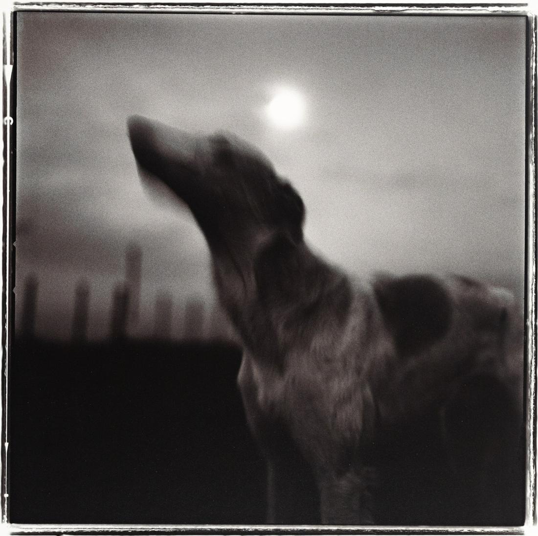 KEITH CARTER Moon and Dog 1995: KEITH CARTER. Luna, 1995. 14.6x14.9" gelatin silver print on 19.9x16" paper. Printed c. 2000. Signed and inscribed in pencil on print verso: 47/50 / Luna / Keith Carter / 1995; inscribed in pencil: PF