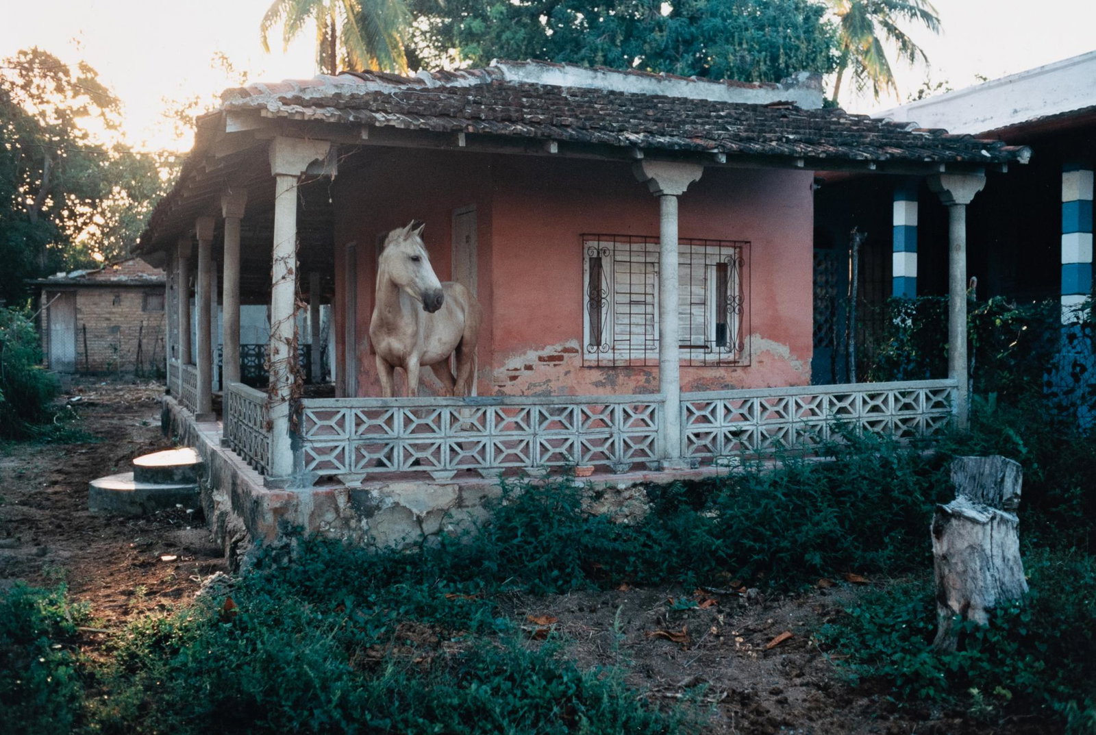 DAVID ALAN HARVEY Horse on Porch Cuba 1998: DAVID ALAN HARVEY. Work Horse, Trinadad, Cuba, 1998. 9.3x13.8" chromogenic print on 16x20" paper. Printed c. 1998. Inscribed in blue ink on print verso: PF 40474. David Alan Harvey (born June 6, 1944)
