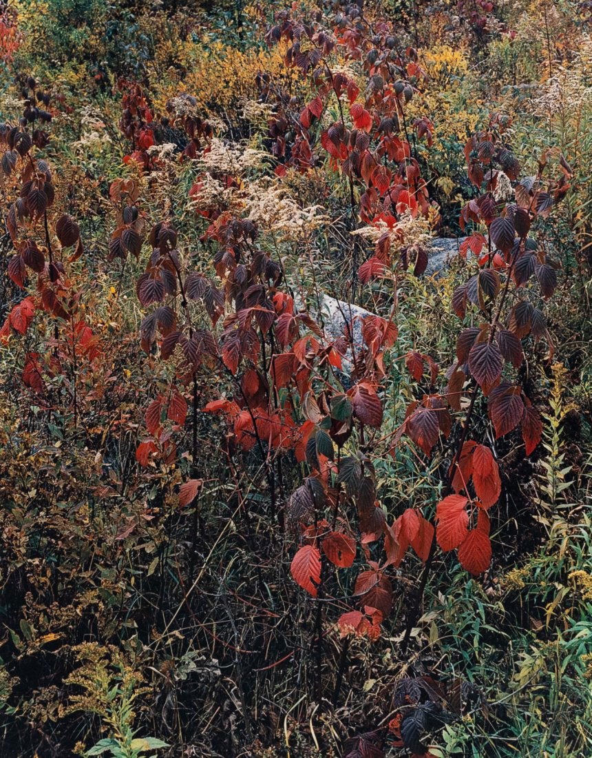 ELIOT PORTER Adirondacks Fall Trees & Grass 1963: ELIOT PORTER. Adirondacks, NY, 1963. 10.5x8.3" dye transfer print mounted on 19x15" board. Printed c. 1970. Signed on mount recto. Photographer's stamp in ink on mount verso: by / Eliot Porter / No. 6