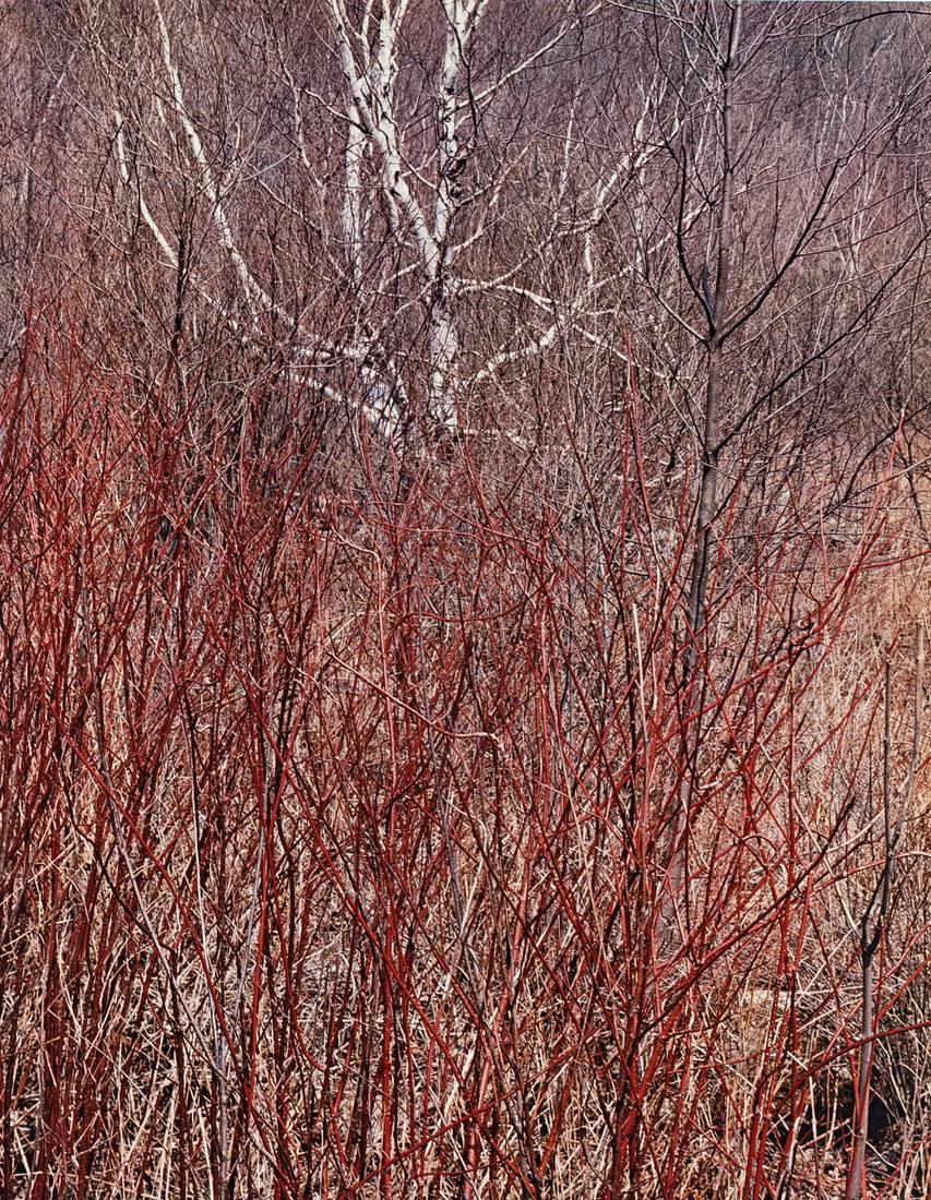 ELIOT PORTER In Wildness Complete Portfolio 1981: ELIOT PORTER. In Wildness Portfolio, 1981, edition number 253/300, published by Daniel Wolf Press. Includes 10 dye-transfer prints, mounted on 20x24" boards. Printed c. 1981 by Berkey K & L in New Yor