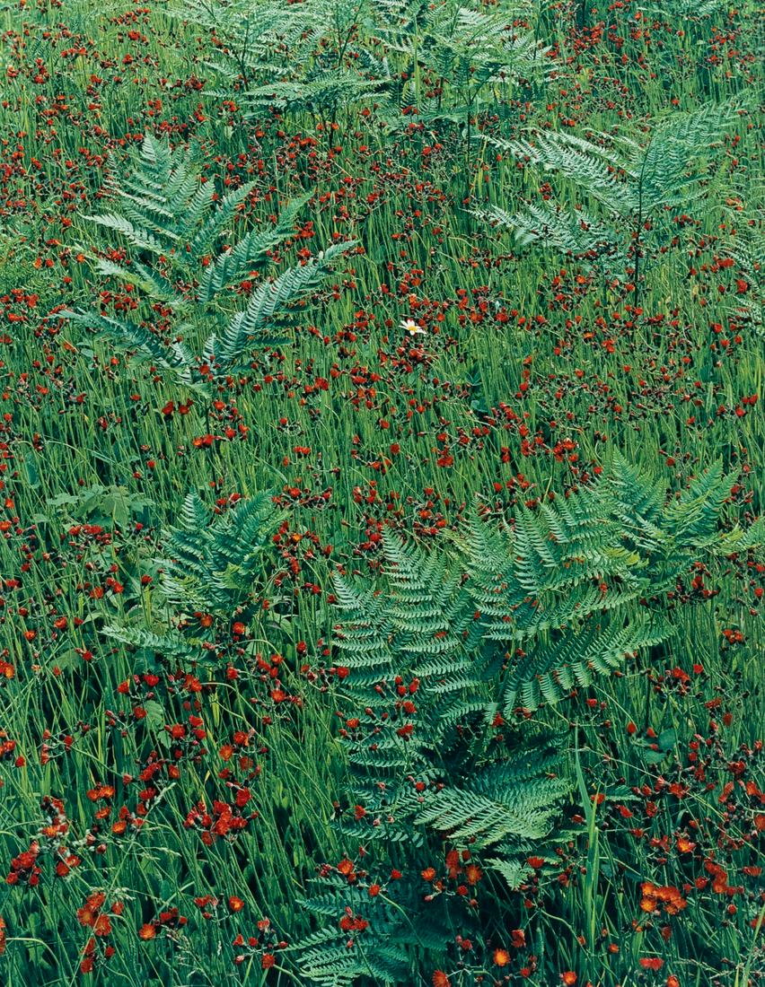 ELIOT PORTER Bracken and Hawkweed Michigan 1973: ELIOT PORTER. Bracken and Hawkweed, Michigan, 1973. 16.1x12.6" dye transfer print, mounted on 24x20" board. Printed c. 1989. Signed in pencil on mount recto. Inscribed in pencil on mount verso: EP1476