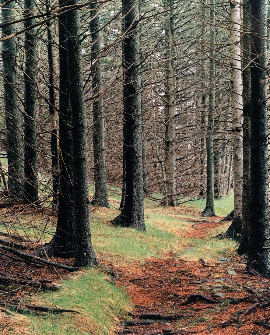 ELIOT PORTER Sublime Path in Woods Maine 1981: ELIOT PORTER. Path in woods, Great Spruce Head Island, Maine, 1981. 15.6x12.6" dye transfer print, mounted on 24x20" board. Printed 1981. Signed in pencil on mount recto. Inscribed in pencil on mount