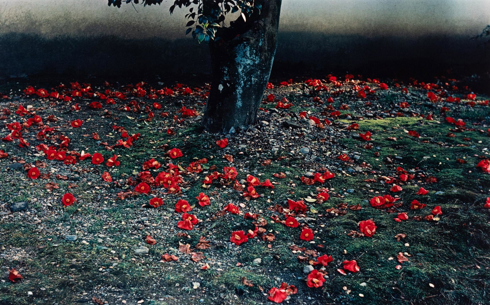 PAUL CAPONIGRO Hibiscus Flowers Under Tree 1985: PAUL CAPONIGRO. Hibiscus Flowers Under Tree, c. 1985. 11.3x18.1" chromogenic print, mounted on 22x28" board. Printed c. 1985. Signed in pencil on mount recto. Inscribed in pencil on mount verso: PC301