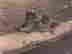 item-117096452=2