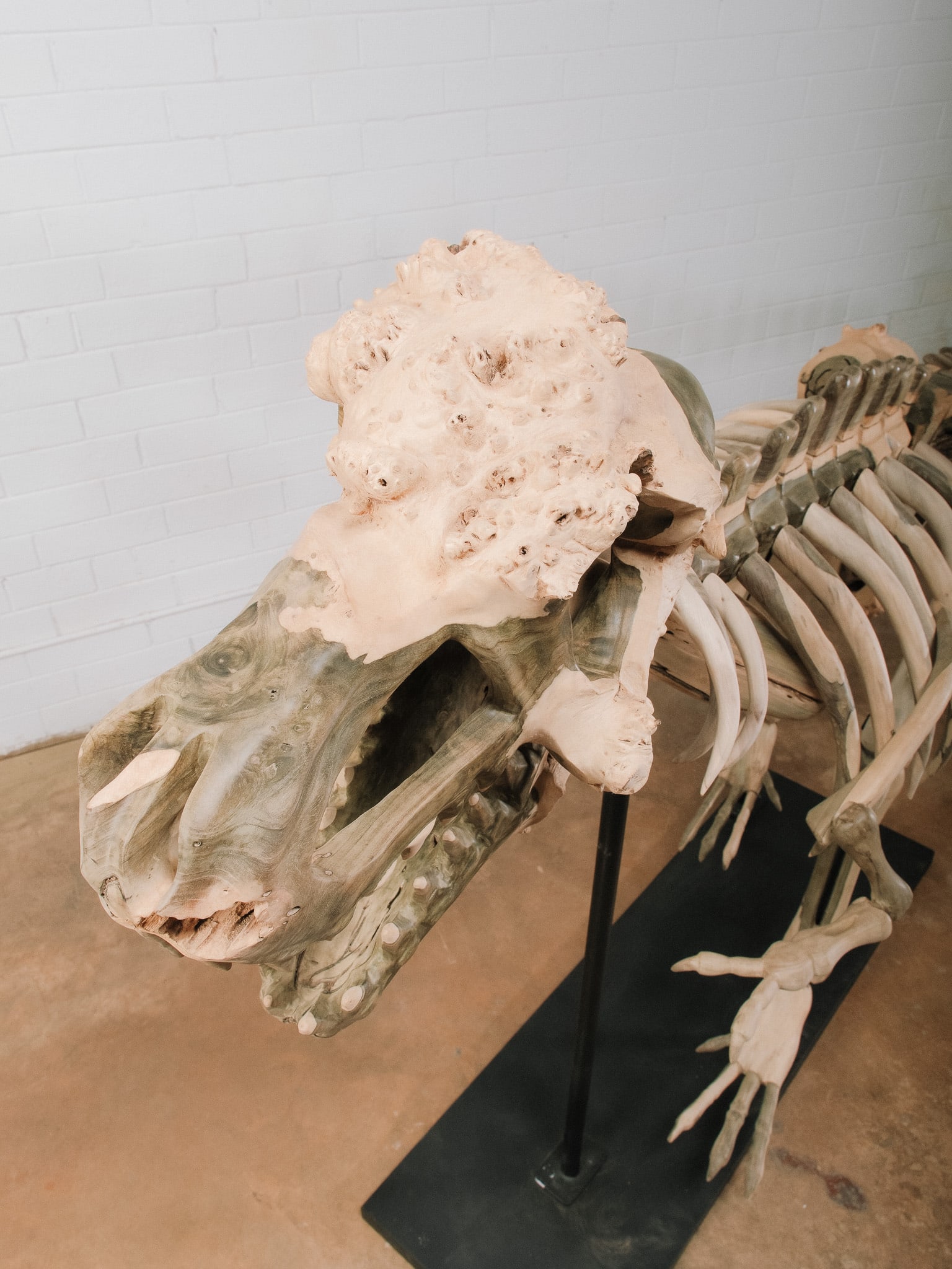 Large Raptor Skeleton Display Model - 10