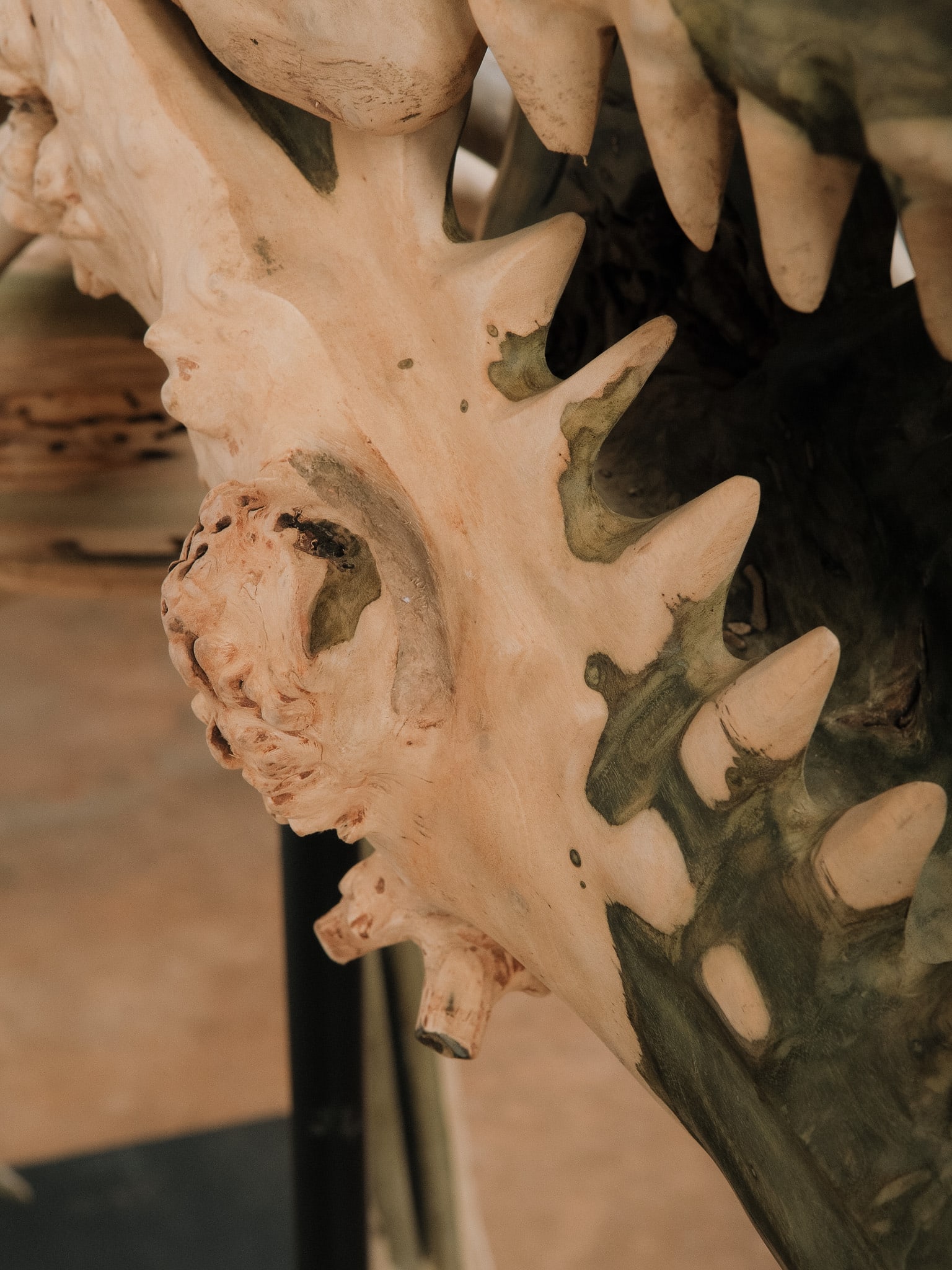 Large Raptor Skeleton Display Model - 11