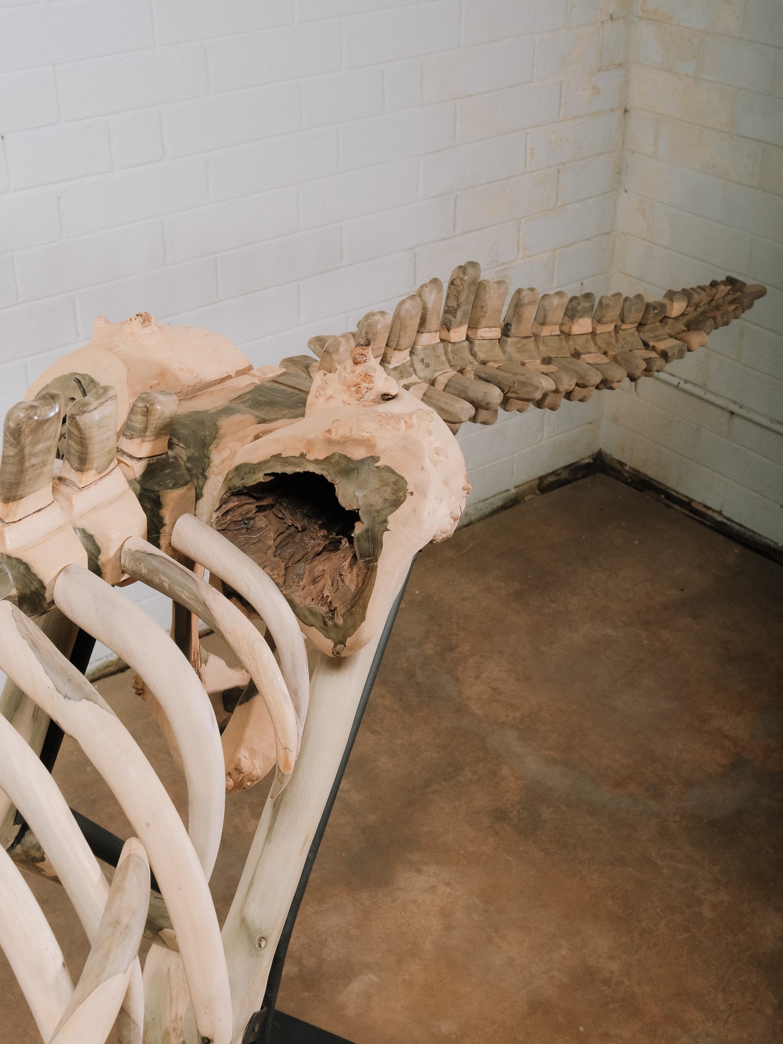 Large Raptor Skeleton Display Model - 12