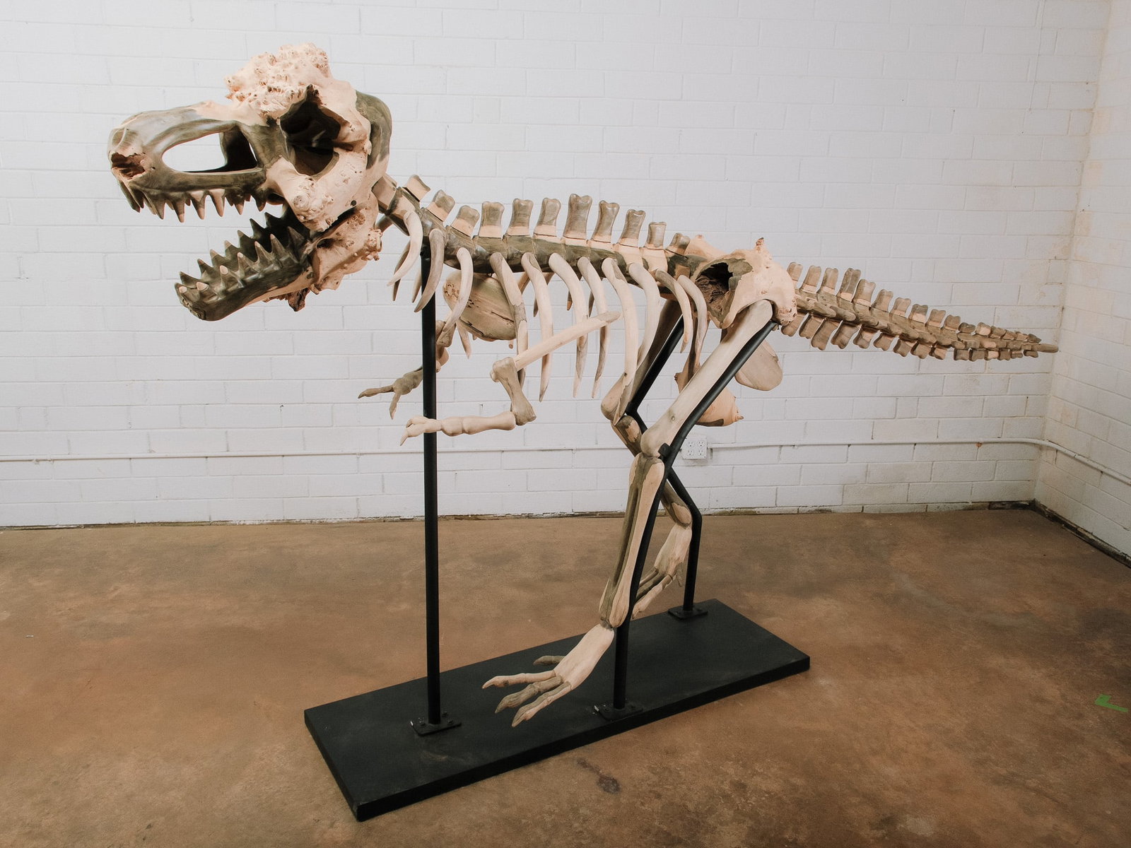 Large Raptor Skeleton Display Model: Large dinosaur skeleton display model depicting a raptor-style prehistoric predator with a realistically detailed skull, articulated skeletal structure, and sturdy black metal display stand. Crafted w