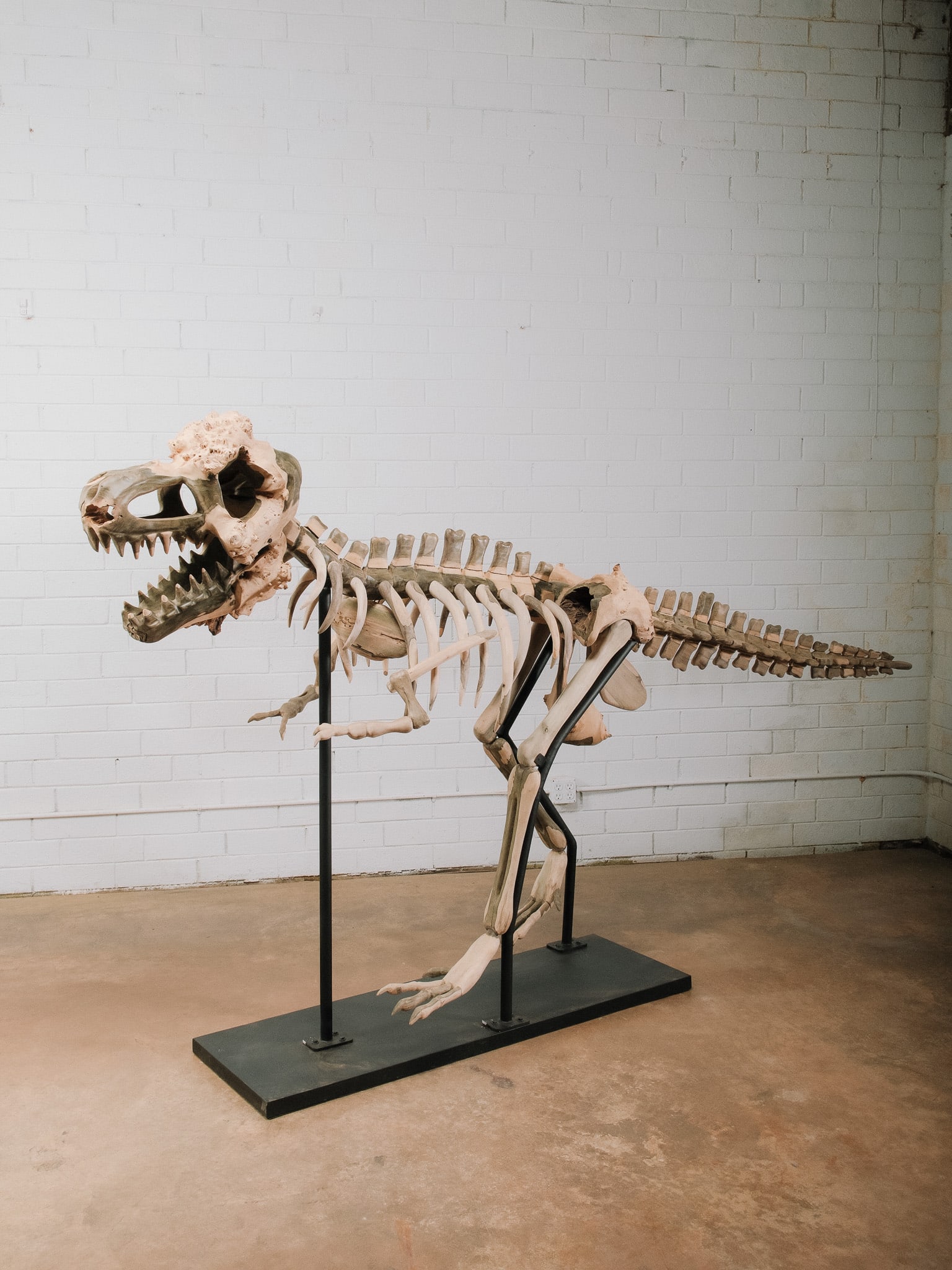Large Raptor Skeleton Display Model - 2