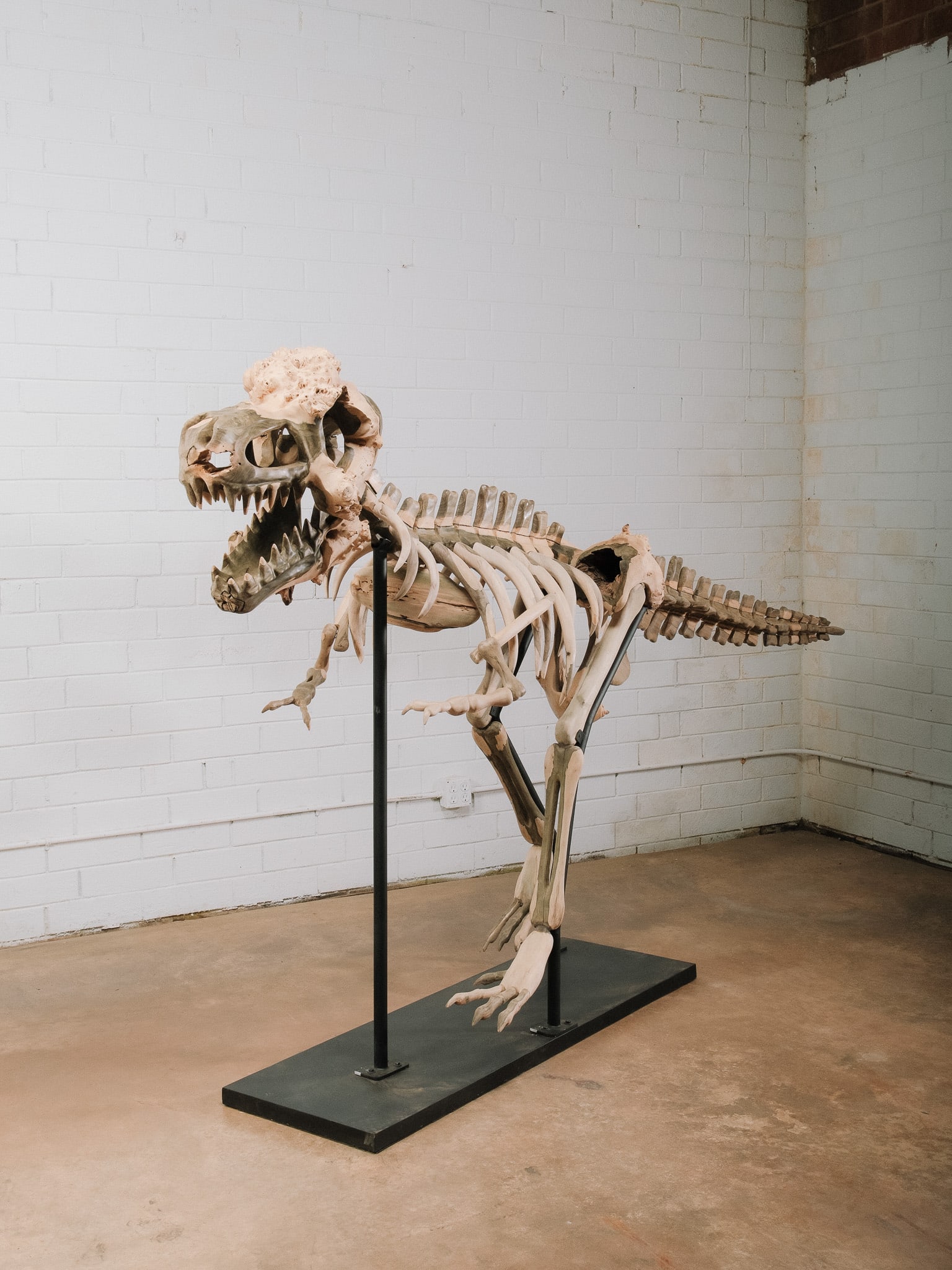 Large Raptor Skeleton Display Model - 3
