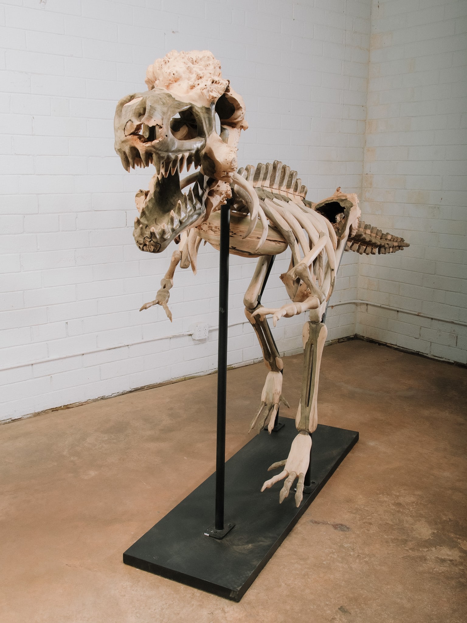 Large Raptor Skeleton Display Model - 4