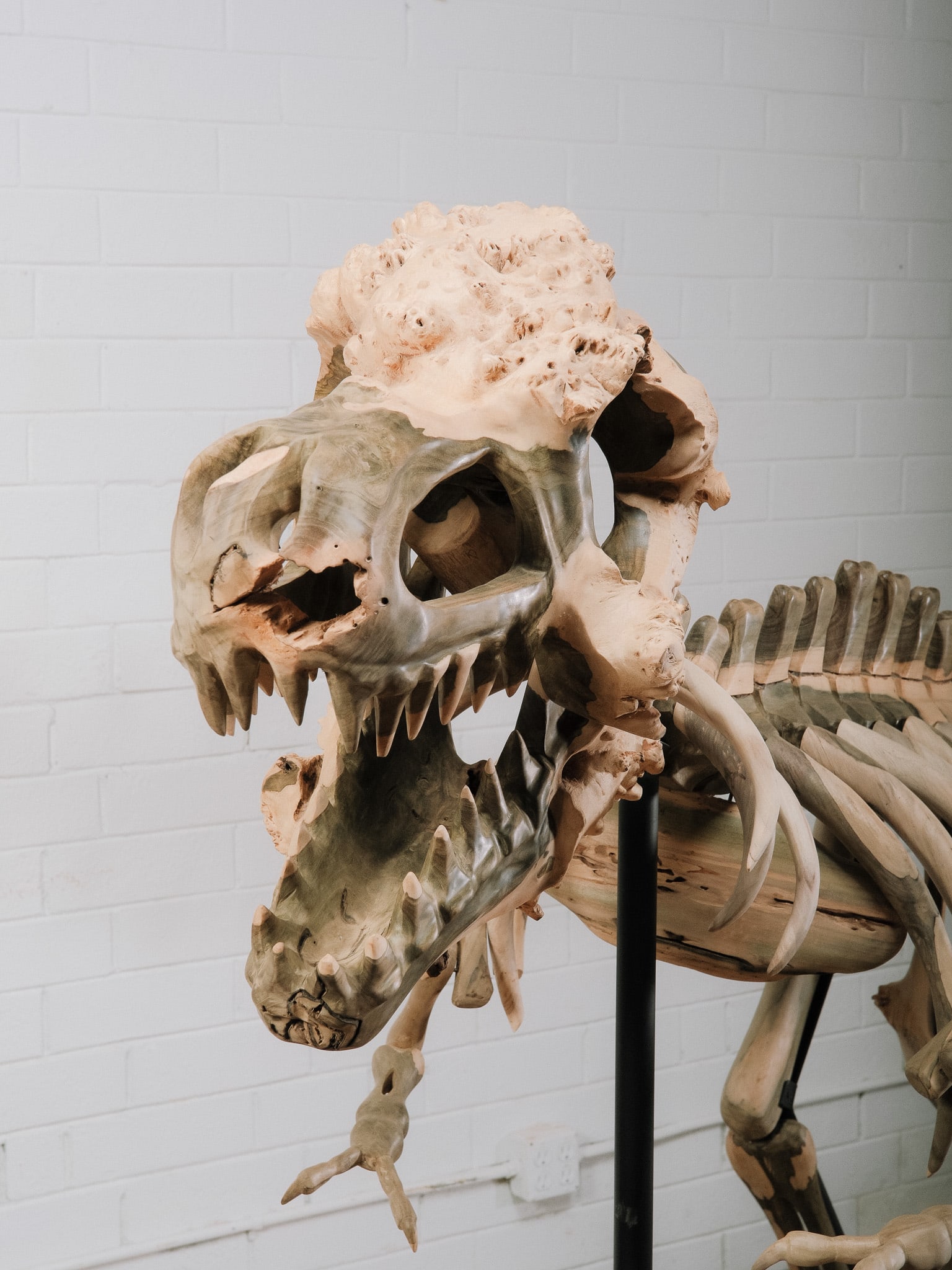 Large Raptor Skeleton Display Model - 5