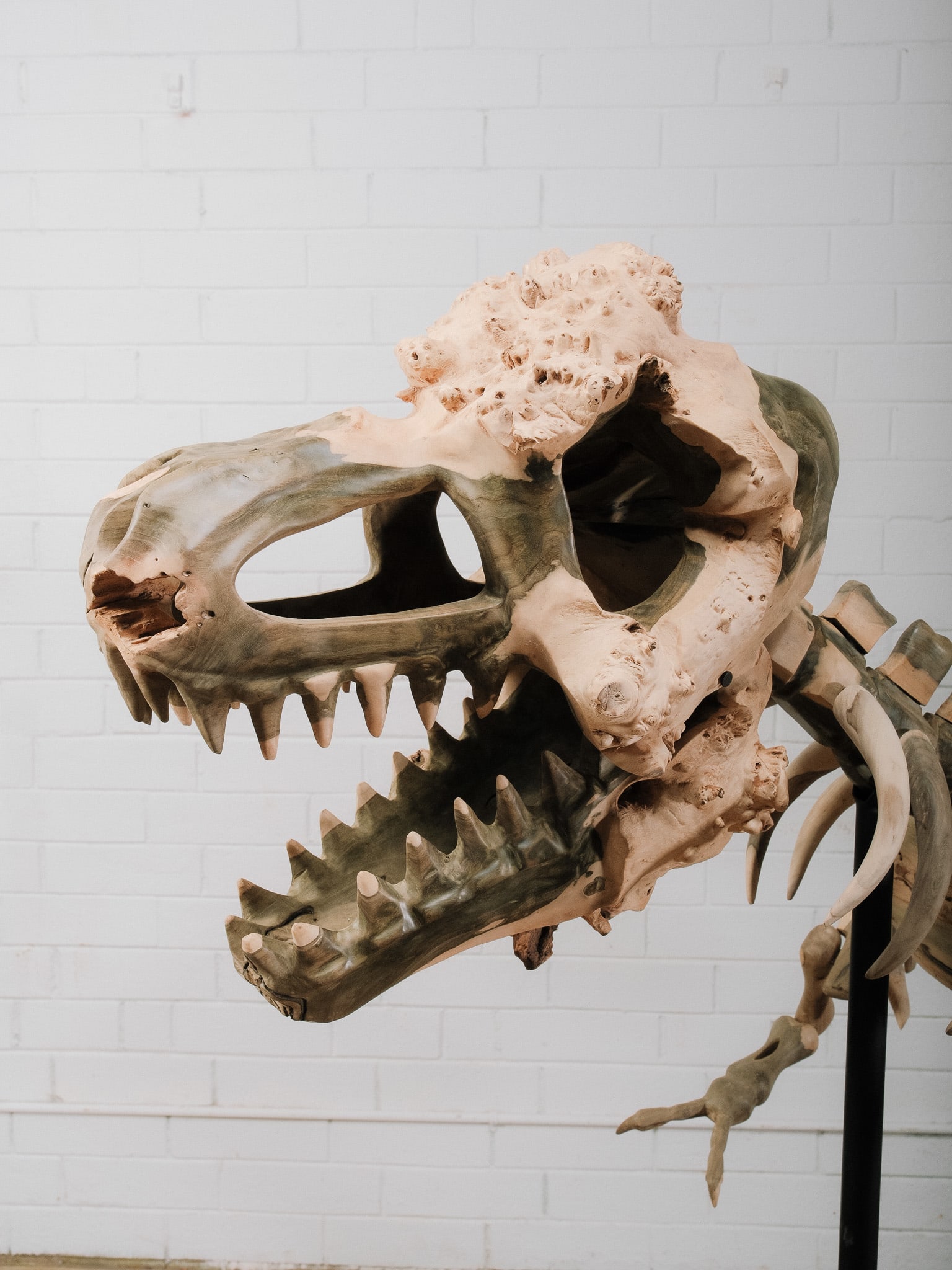 Large Raptor Skeleton Display Model - 6