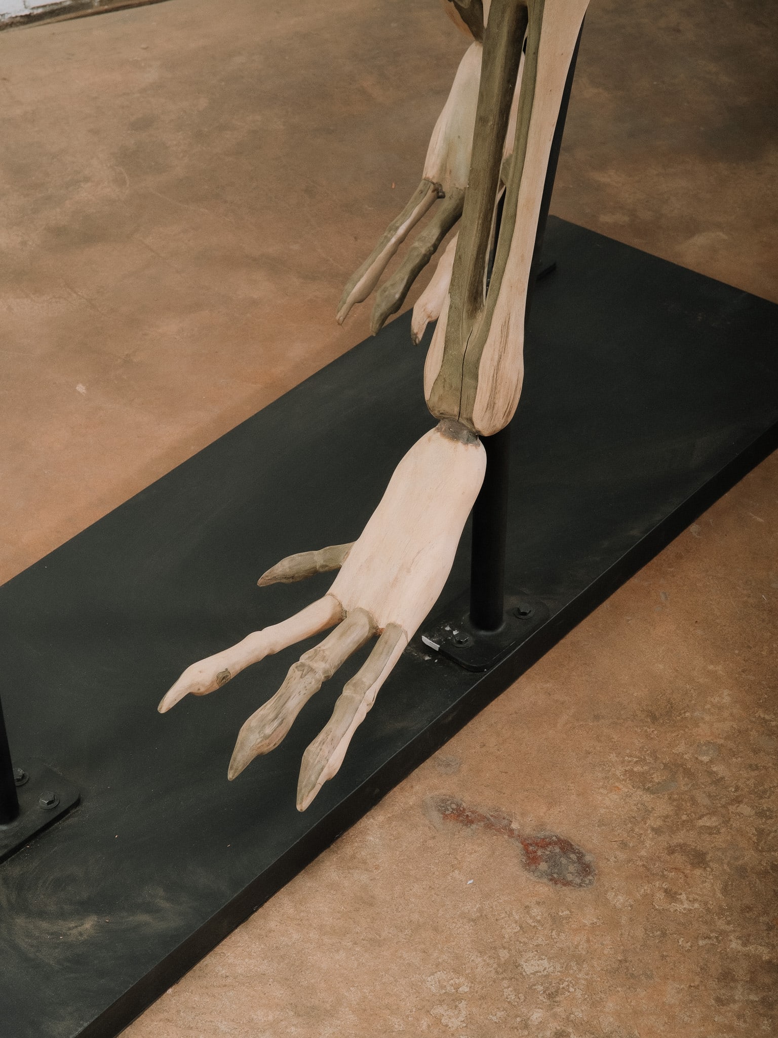 Large Raptor Skeleton Display Model - 7