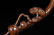 BOXWOOD RUYI SCEPTER - 3