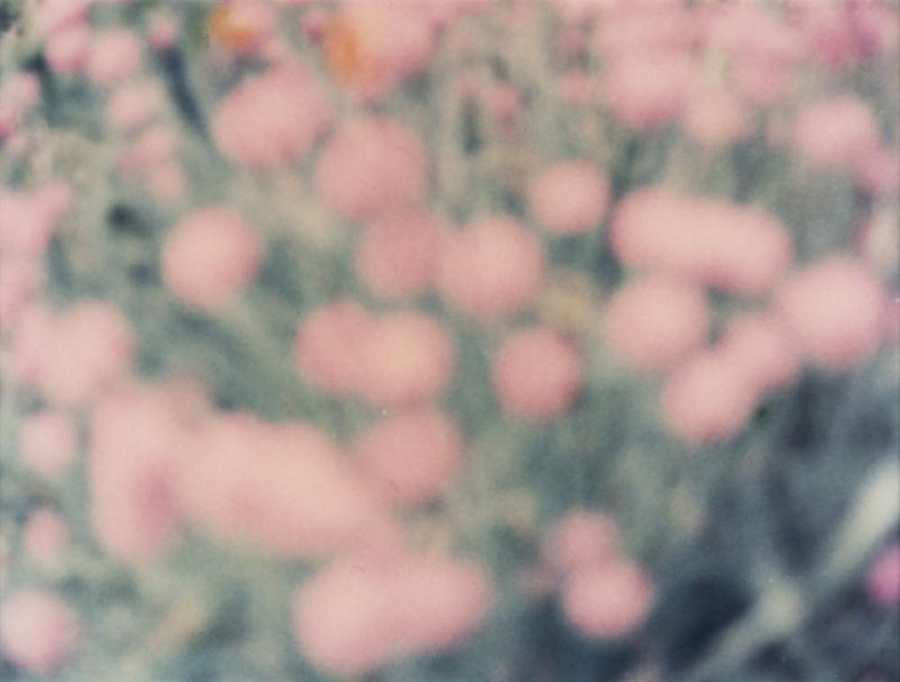 JACK PIERSON (né en 1960) - Flowers Upstate, 1992: JACK PIERSON (né en 1960) Flowers Upstate, 1992 Photographie en couleurs. Signée, titrée et datée au dos. Kleurenfotografie. Gesigneerd, getiteld en gedateerd op de achterkant. 74,5 x 101,5 cm Pro