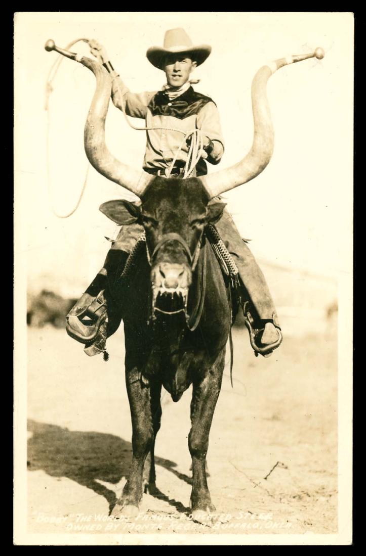 Real Photo - Cowboy Old West -: Bobby the Steer RPPC - "The World's Famous Educated Steer," owned by "Monte Reger, Buffalo, Oklahoma." - -