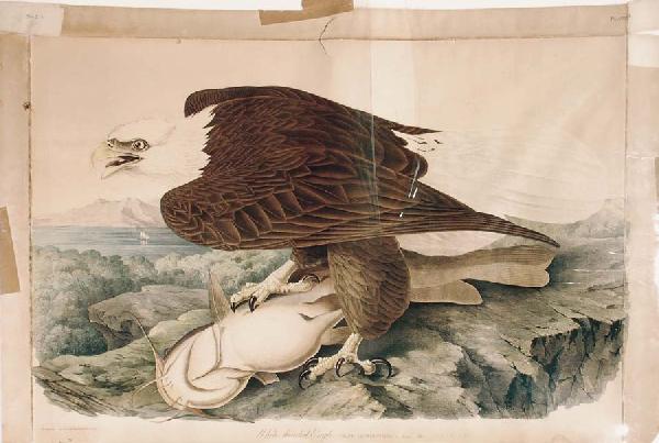 Bald Eagle Print by J.J. Audubon : Large unframed print of a bald eagle holding its prey, a yellow catfish. Print size 40" W x 27" H. Some border foxing and light damage. Only issue within the print is a