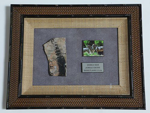Disneyland Jungle Cruise Zebra Skin Prop (1 of 4)