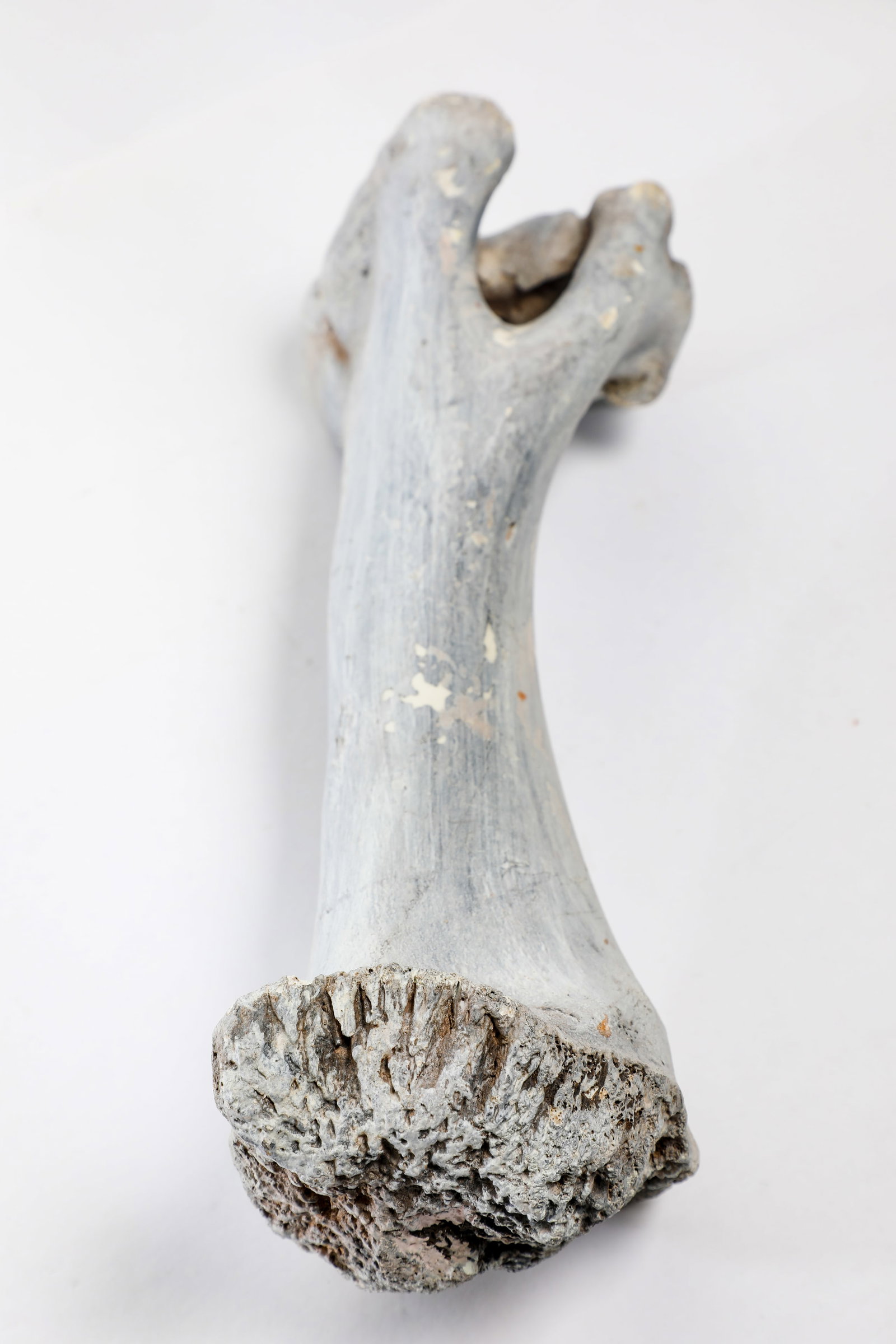 Disneyland - Big Thunder Mountain Railroad Area Bone Prop (2010s).: The legend comes to life, through props like this “bone” from “the wildest ride in the wilderness” - Big Thunder Mountain Railroad at Disneyland! In 2014, Big Thunder Mountain Railroad