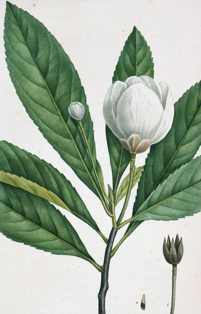 Michaux,F.A.: Histoire des arbres forestiers de l'Amerique septentrionale, consideres principalement sous les rapports de leur usage dans les arts et de leur introduction dans le commerce ... 3 Bde. Paris, Haussman