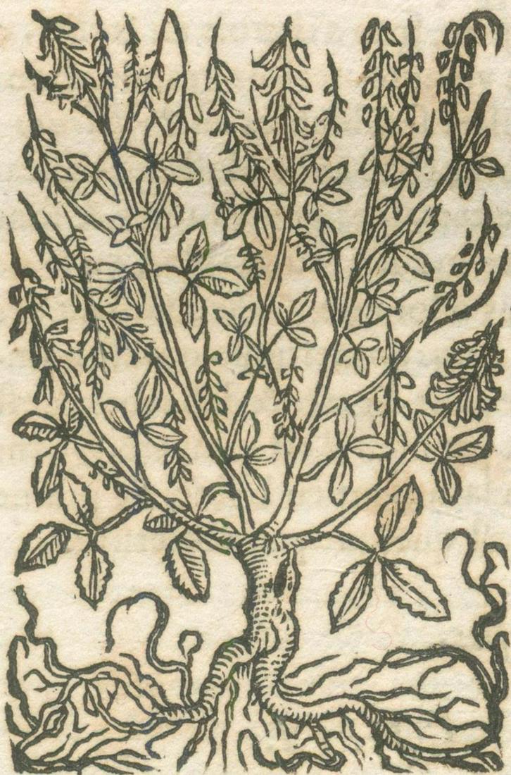 Matthiolus,P.A. (1 of 3)