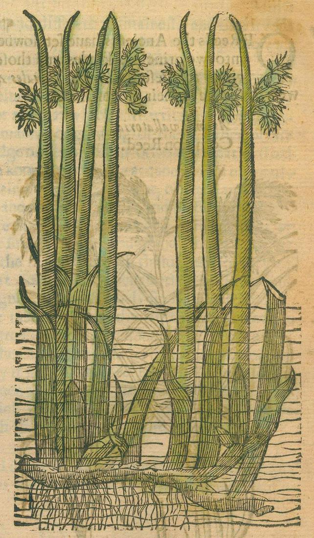 Gerarde,J.: The herball or generall historie of plantes. Very much enlarged and amended by Thomas Johnson citizen and apothecarye of London. Ebda., Islip, Norton and Whitakers 1636. Fol. Mit gest. Titel und mehr