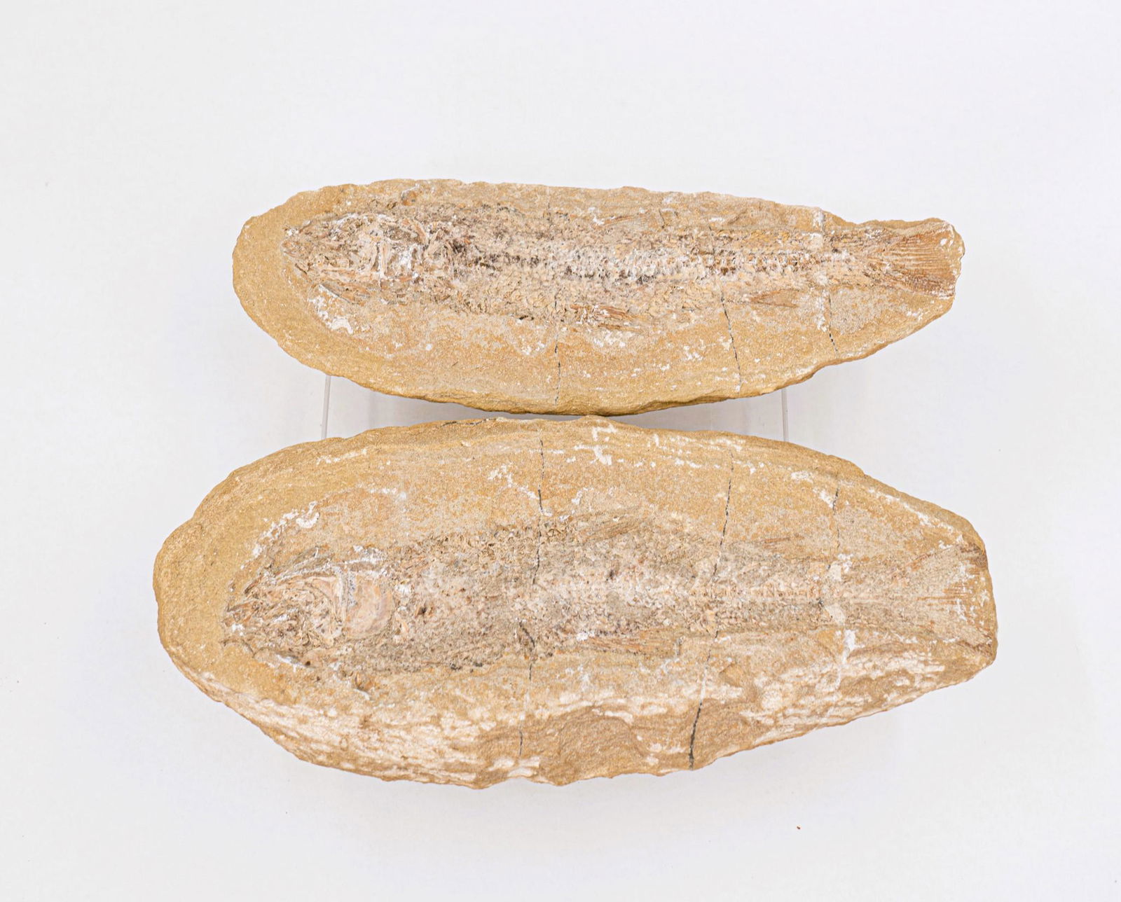 Fish Fossil: Fish Fossil. Approx. size2.5 inches tall x 11 wide x 5 deep. Approx. weight 8 lbs. 4.6 oz. IMPORTANT: NO In-House Shipping, Please read our shipping terms for provider.