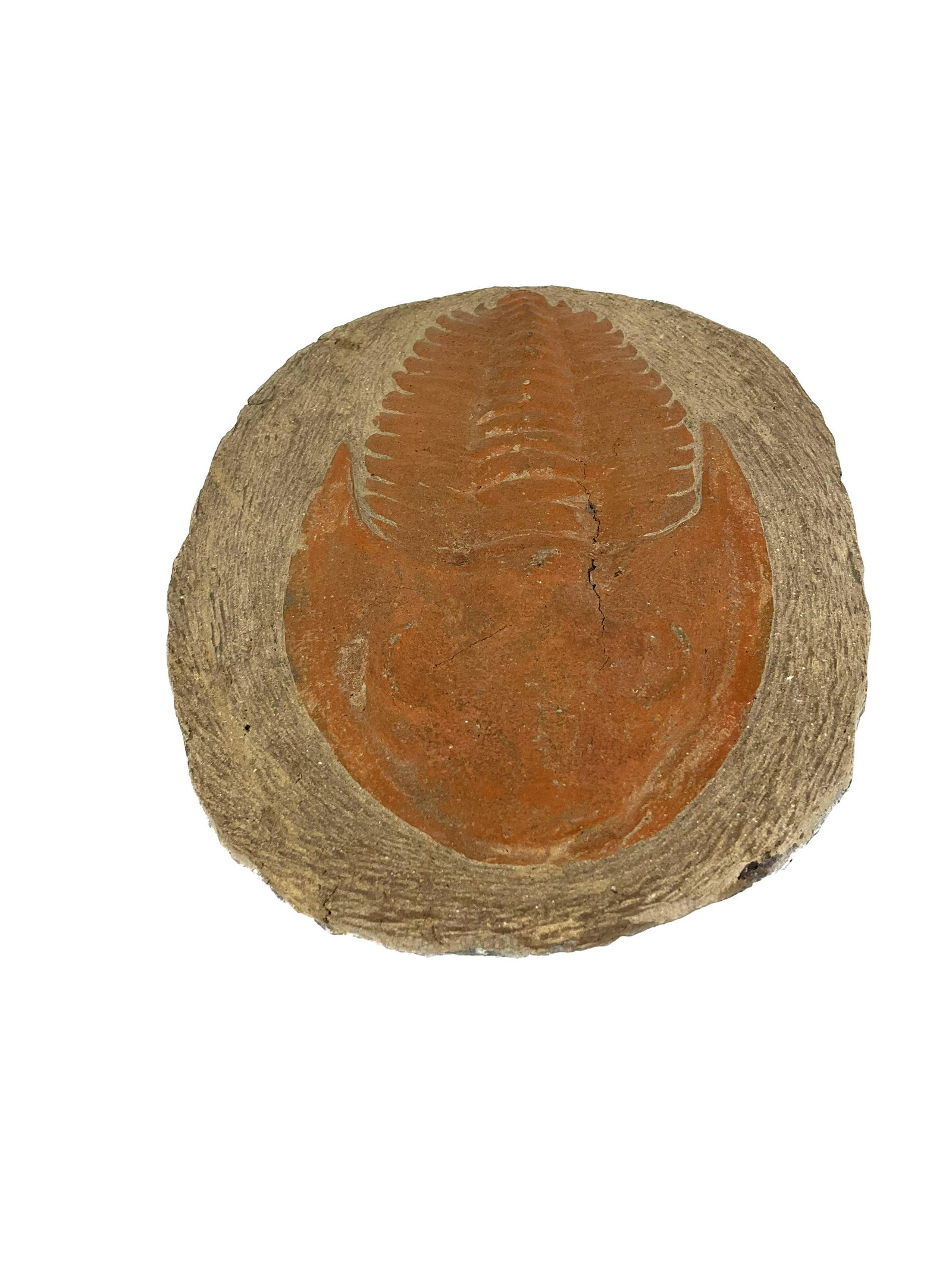 Large Trilobite Fossil (1 of 7)