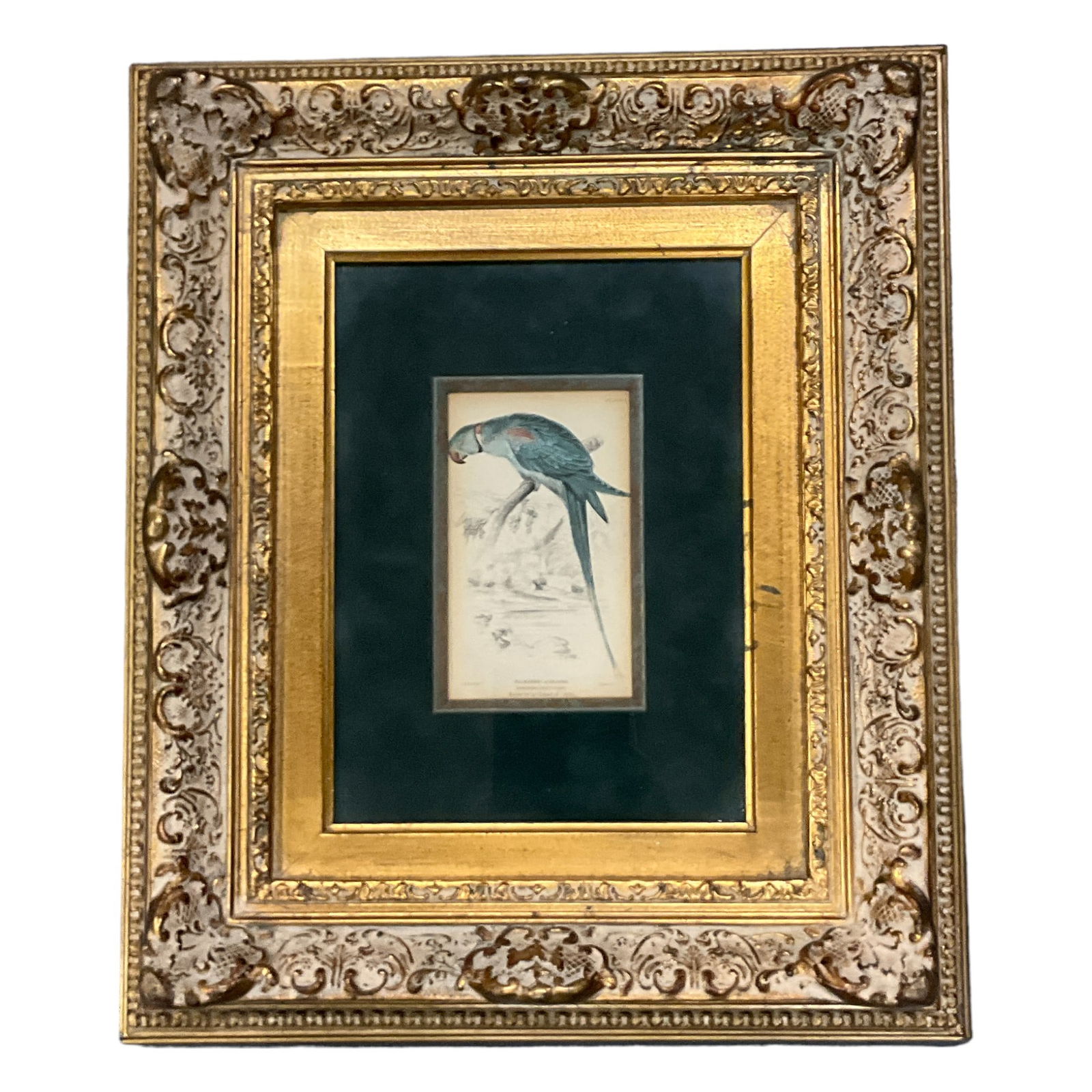 Framed Hand-colored Engraving by Edward Lear from Prideaux John Selby's 'The Natural History of (1 of 4)
