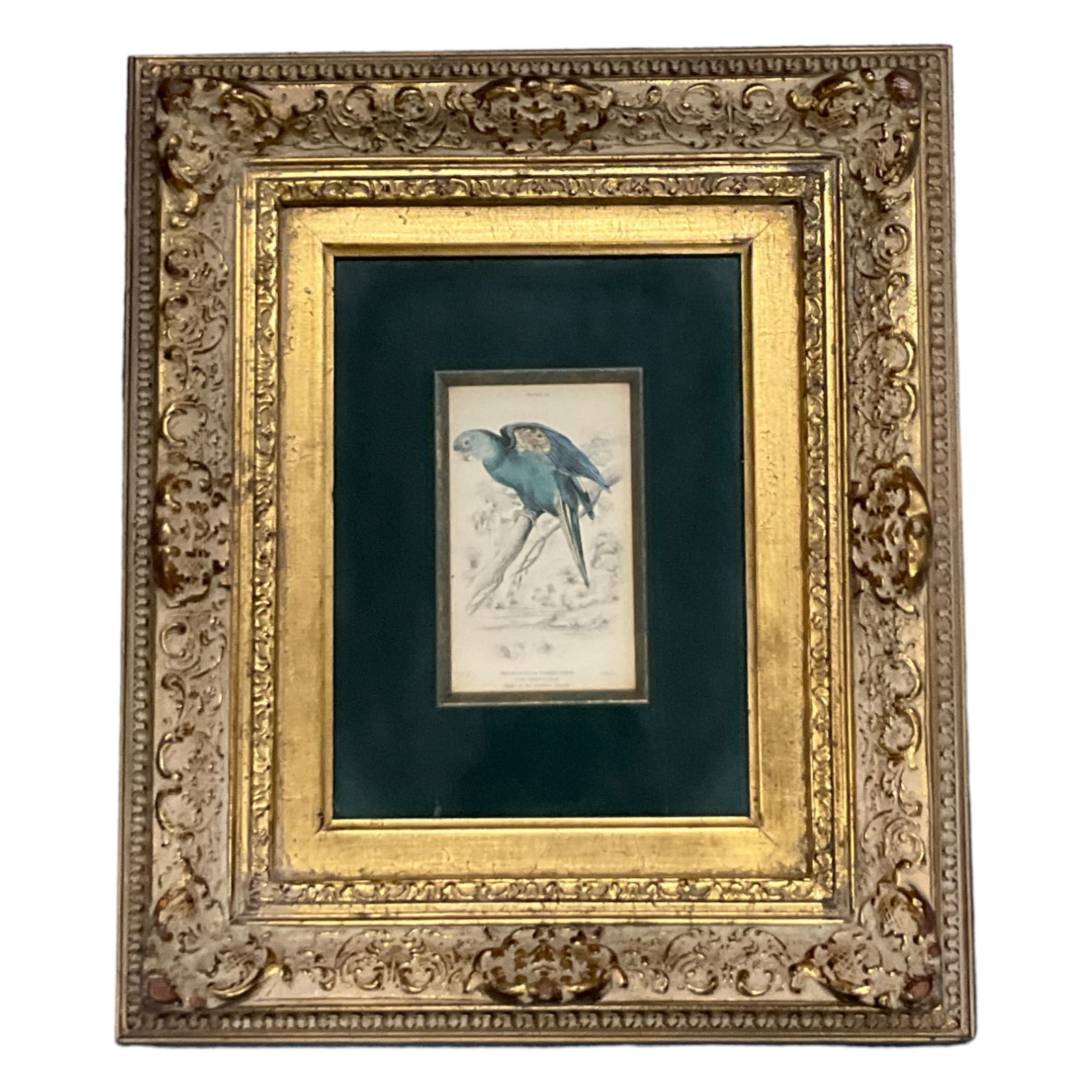 Framed Hand-colored Engraving by Edward Lear from Prideaux John Selby's 'The Natural History of (1 of 3)