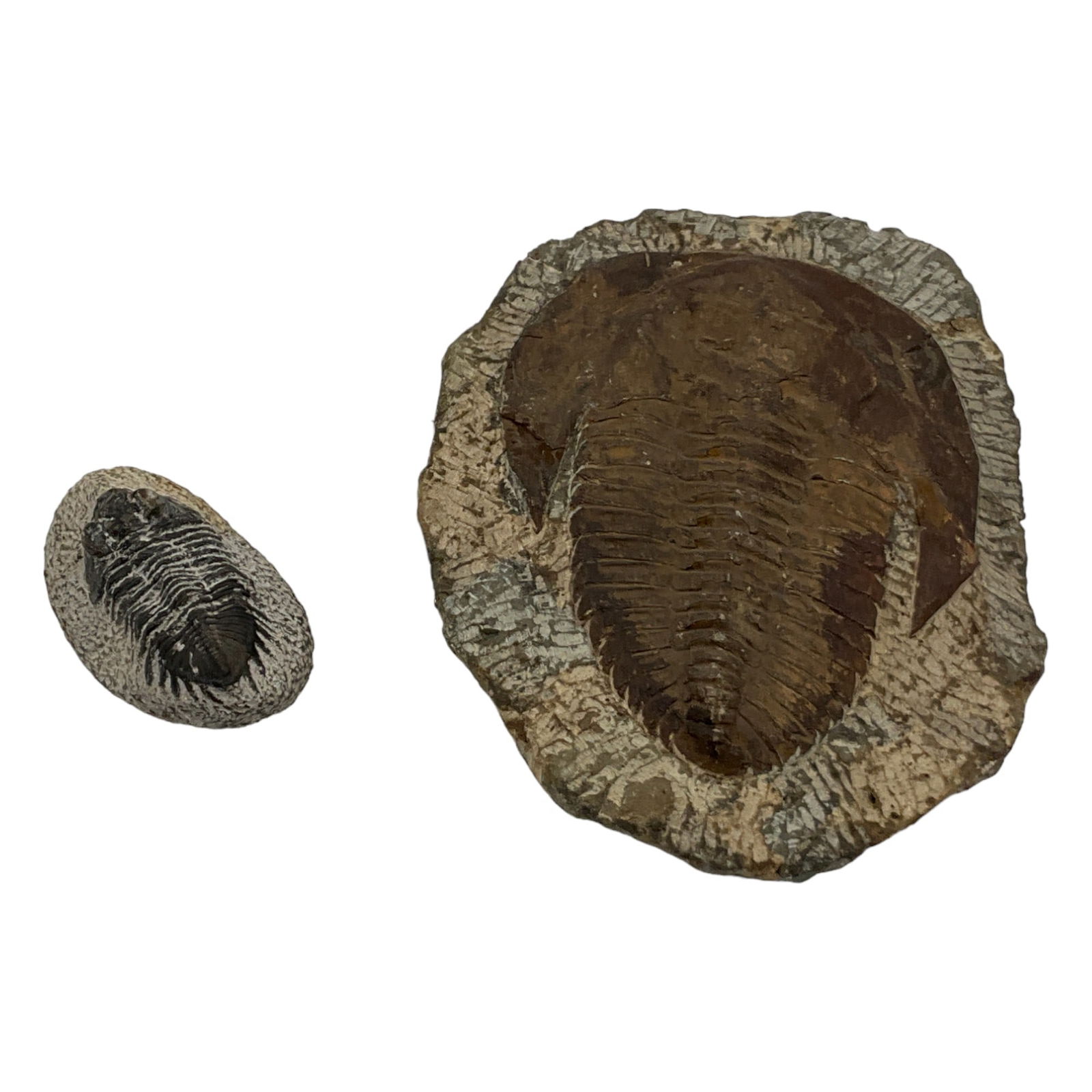 Pair of Fossil Trilobites (1 of 4)