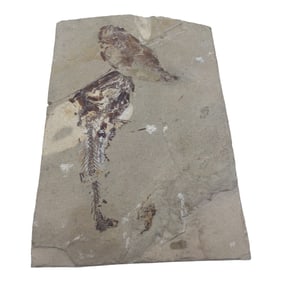 Eurypholis Fish Fossil